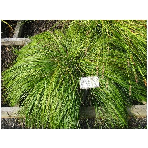 Carex montana - Hegyi sás