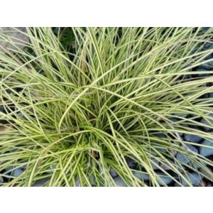 Carex morrowii Aureomarginata - Japán sás