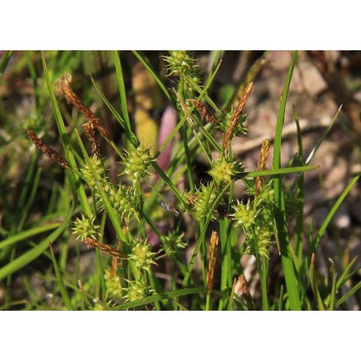 Carex oederi - Iszapsás
