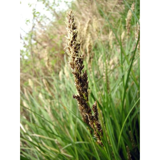 Carex paniculata - Bugás sás