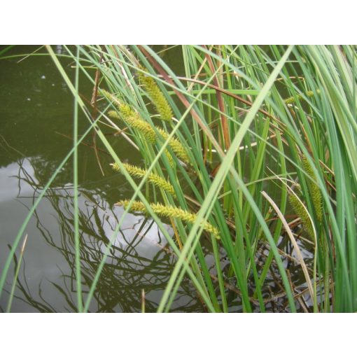 Carex rostrata - Csőrös sás