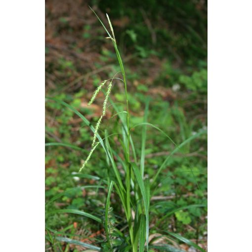 Carex sylvatica - Erdei sás