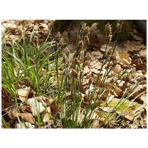 Carex umbrosa - Árnyéki sás