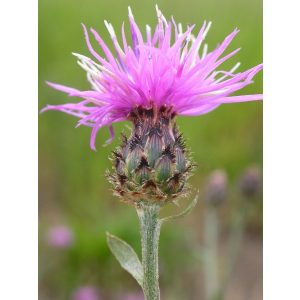 Centaurea stoebe - Imola