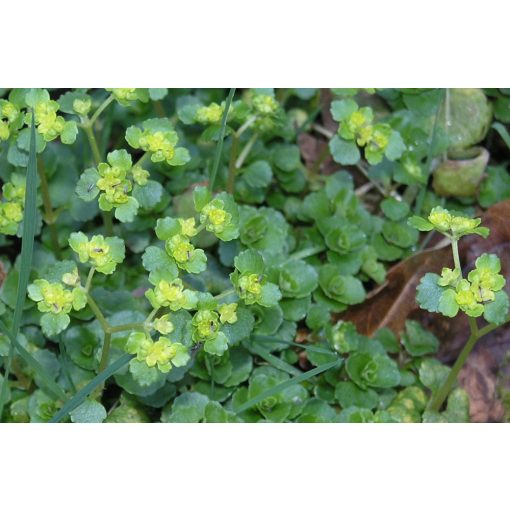 Chrysosplenium oppositifolium - Havasi veselke