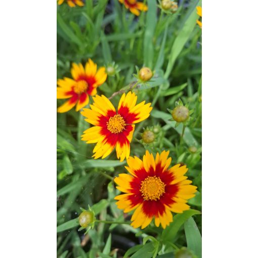 Coreopsis Little Bang Daybreak - Menyecskeszem