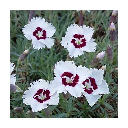 Dianthus gratianopolitanus Starry Eyes - Pünkösdi szegfű