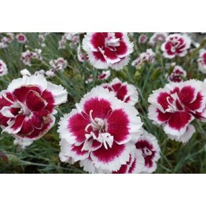 Dianthus x allwoodii Alice - Szegfű