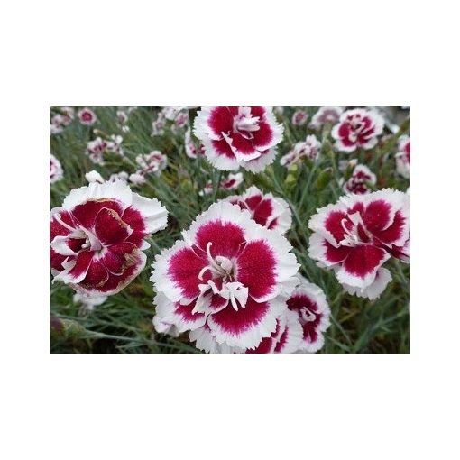 Dianthus x allwoodii Alice - Szegfű