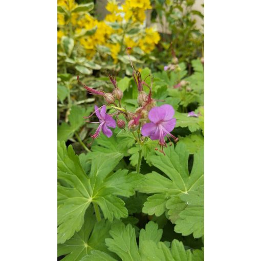 Geranium macrorrhizum Czakor - Gólyaorr