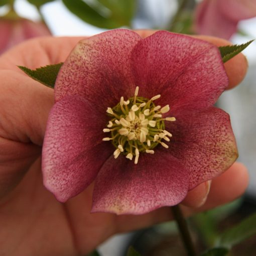 Helleborus Red Spotted - Hunyor