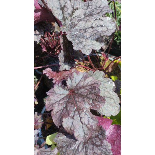 Heuchera Plum Pudding - Tűzgyöngyvirág