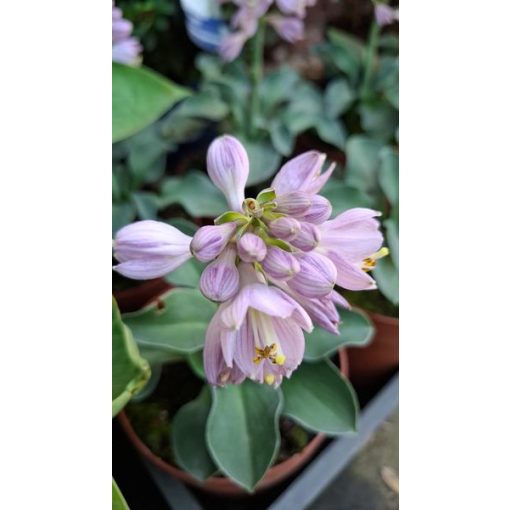 Hosta 'Blue Mouse Ears' - Árnyékliliom