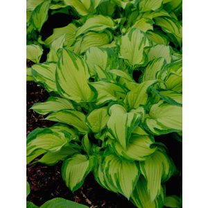 Hosta fortunei 'Albopicta' - Árnyékliliom