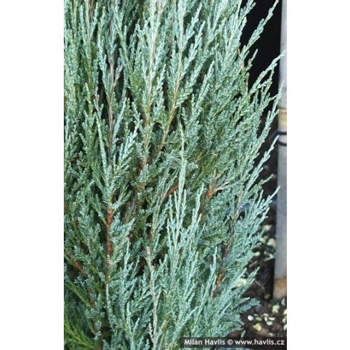 Juniperus scopulorum Blue Arrow - Kék oszlopos boróka