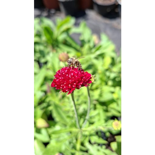 Knautia macedonica Mars Midget - Macedón varfű