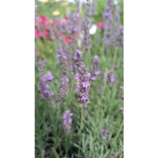 Lavandula angustifolia Arabian Nights - Közönséges levendula