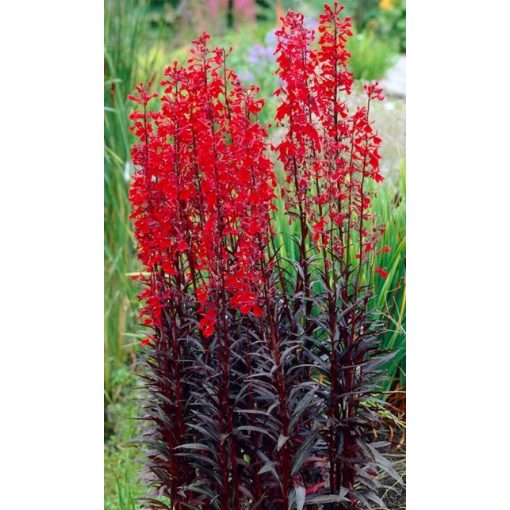 Lobelia fulgida Queen Victoria - Bíboros lobélia