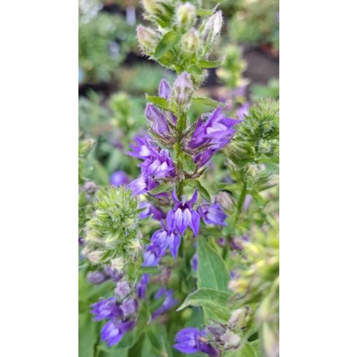 Lobelia siphilitica - Orvosi lobélia