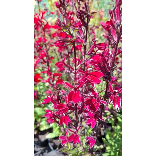 Lobelia speciosa Fan Burgundy - Pompás lobélia