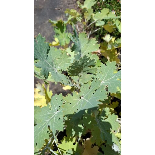 Macleaya cordata - Mákkóró