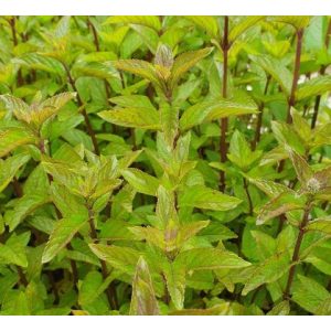 Mentha spicata Schwarzminze/Nigra - Fodormenta