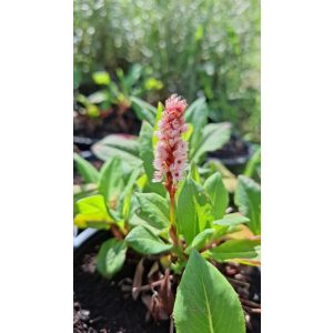 Persicaria affinis Darjeeling Red - Örökzöld keserűfű