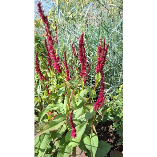 Persicaria amplexicaulis Blackfield - Keserűfű