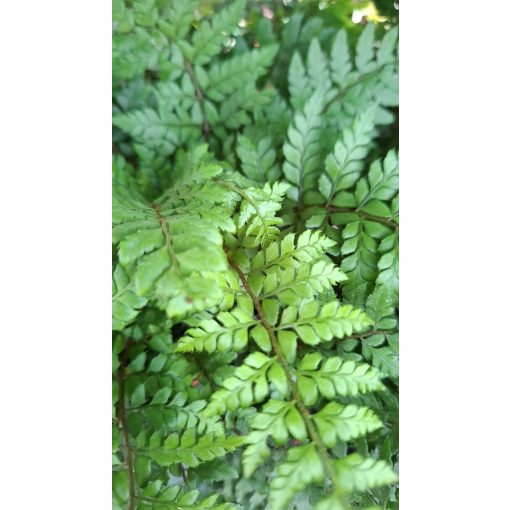 Polystichum makinoi – Makinoi magyalpárfrány