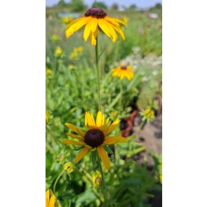 Rudbeckia fulgida Viettes Little Suzy - Kúpvirág