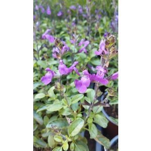 Salvia greggii Mirage Violet - Őszi zsálya