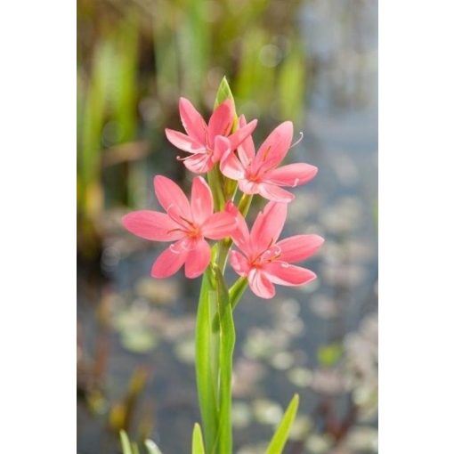 Schizostylis coccinea Mrs Hegarty - Kafferliliom