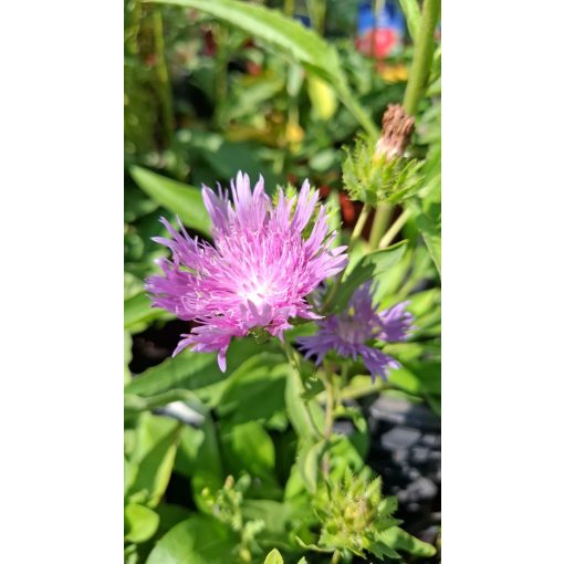 Stokesia laevis Blue Star - Olajbóbita