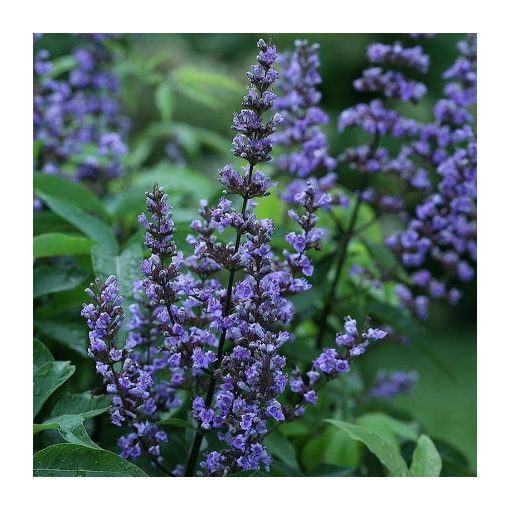 Vitex agnus-castus - Barátcserje