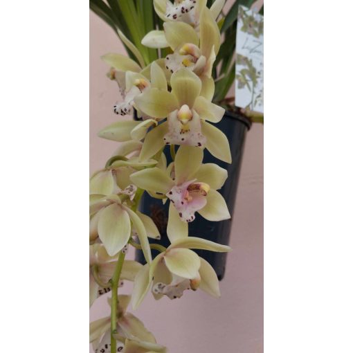 Cymbidium cascade Usko - Csüngő cymbidium