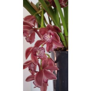 Cymbidium cascade Karina - Csüngő cymbidium