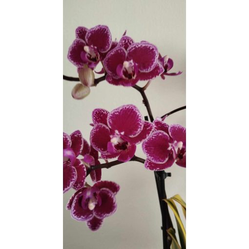 Phalaenopsis Chia E Yenlin (Variegata) - Lepkeorchidea