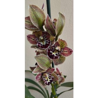 Cymbidium