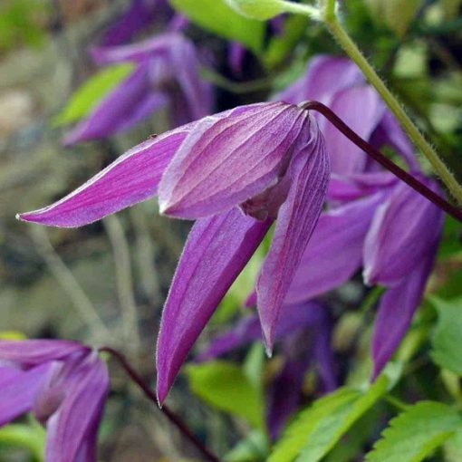 Clematis Purple Spider