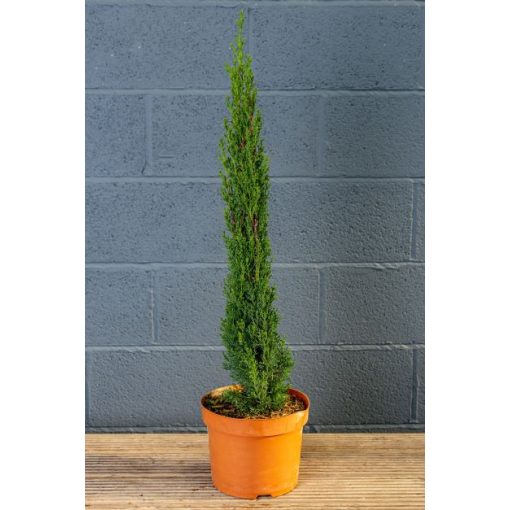 Cupressus sempervirens Totem