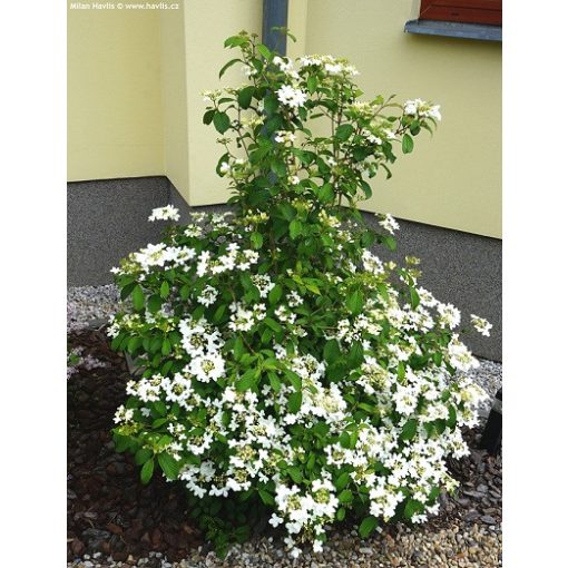 Viburnum plicatum Kilimandjaro - Redőslevelű bangita