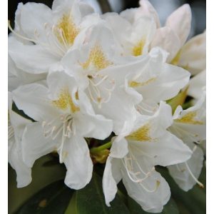 Rhododendron Cunningham White - Havasszépe