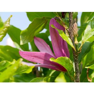 Magnolia Susan - Liliomfa