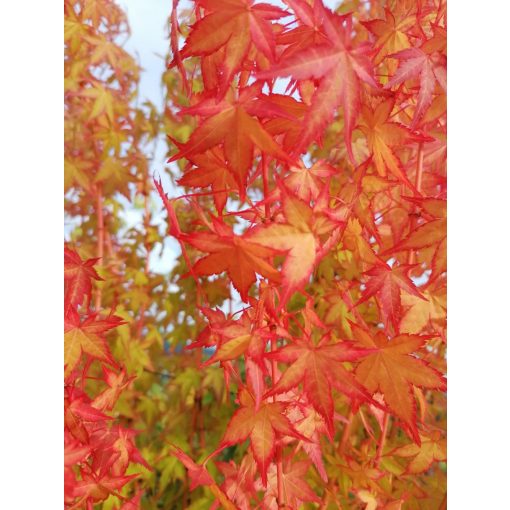 Acer palmatum Bi-hoo (p19) - Japán juhar