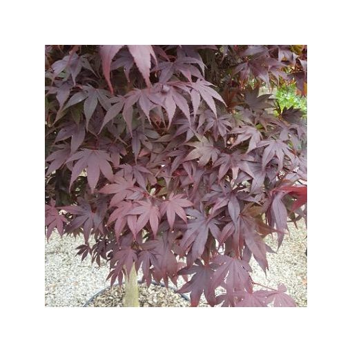 Acer palmatum Bloodgood (p29) - Japán juhar