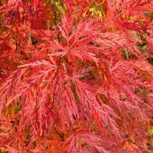 Acer palmatum Emerald Lace (p19) - Japán juhar