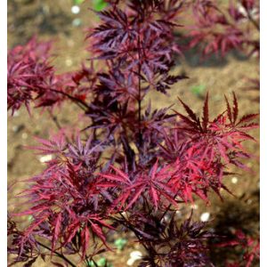 Acer palmatum Garnet Tower (p29) - Japán juhar