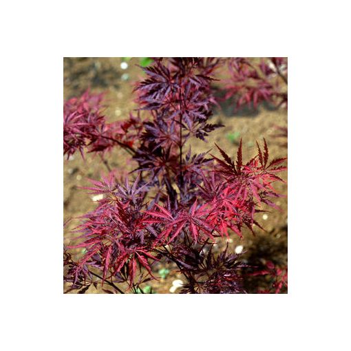 Acer palmatum Garnet Tower (p29) - Japán juhar