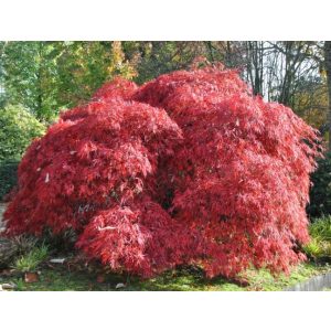 Acer palmatum Garnet (p19) - Japán juhar