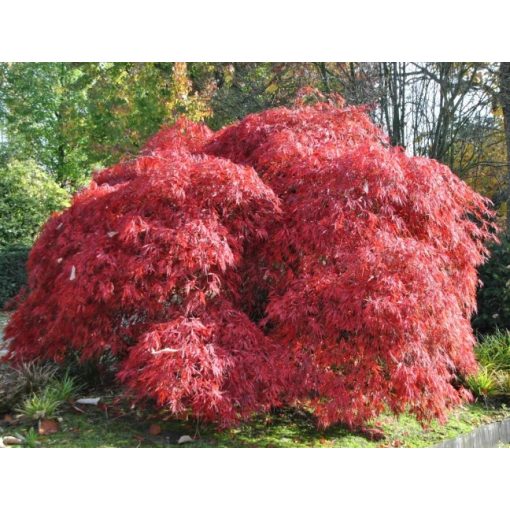 Acer palmatum Garnet (p19) - Japán juhar